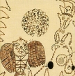 Devendra Banhart Rejoicing In The Hands Формат: Audio CD (Jewel Case) Дистрибьютор: Концерн "Группа Союз" Лицензионные товары Характеристики аудионосителей 2005 г Альбом: Российское издание инфо 3423f.